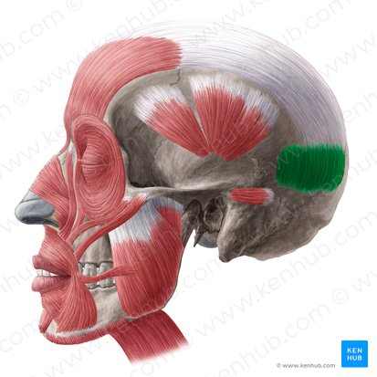 <p><span style="color: red"><strong>O: </strong></span>Lateral 2/3 of superior nuchal line &amp; EOP</p><p><span style="color: red"><strong>I: </strong></span>Galea aponeurotica</p><p><span style="color: red"><strong>N: </strong></span>Facial nerve (CN VII), Posterior auricular branch</p><p><span style="color: red"><strong>A: </strong></span>Draws back scalp to raise eyebrows &amp; wrinkle brow (surprise)</p>