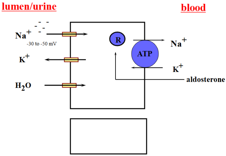 <p>Have Na+ specific ion channels that let Na+ into the cell from the lumen. No co/counter-transport so Cl- and HCO3- are left in the lumen, making it negative. This draws K+ out of the cell into the lumen through K+ ion channels. Can also move Cl- from the lumen into the blood through paracellular transport.</p>