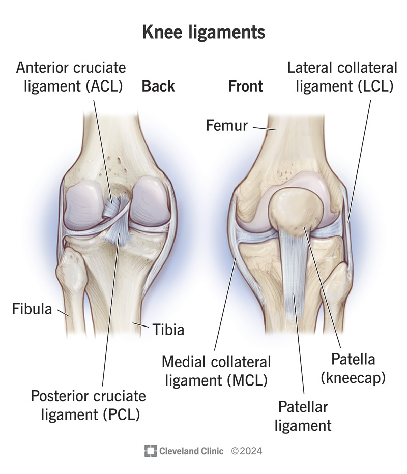 <ol><li><p><span style="background-color: transparent;"><span>Anterior cruciate ligaments (ACL)</span></span></p></li><li><p><span style="background-color: transparent;"><span>Posterior cruciate ligament (PCL)</span></span></p></li><li><p><span style="background-color: transparent;"><span>tibial/medial collateral ligament (TCL)</span></span></p></li><li><p><span style="background-color: transparent;"><span>Fibular (lateral) colalterla ligament (FCL)</span></span></p><ol><li><p><span style="background-color: transparent;"><span>Collateral ligament = in parallel </span></span></p></li><li><p><span style="background-color: transparent;"><span>Cruciate ligaments = cross shaped</span></span></p></li></ol></li></ol><ol><li><p><span style="background-color: transparent;"><span>ACL - prevents hyerextnesion and anterior shear of the tibia</span></span></p><ol><li><p><span style="background-color: transparent;"><span>Passes posteirrorly to anteriorly</span></span></p></li></ol></li><li><p><span style="background-color: transparent;"><span>pcl - prevents posterior shear of the tibia </span></span></p><ol><li><p><span style="background-color: transparent;"><span>Only found posteriorly</span></span></p></li></ol></li><li><p><span style="background-color: transparent;"><span>Collateral ligametns taught in extension but more important in slight flexion to increase stability</span></span></p></li></ol><p></p>