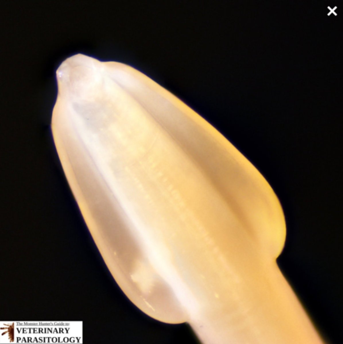 <p>What is this parasite is this if it is from a cat</p>