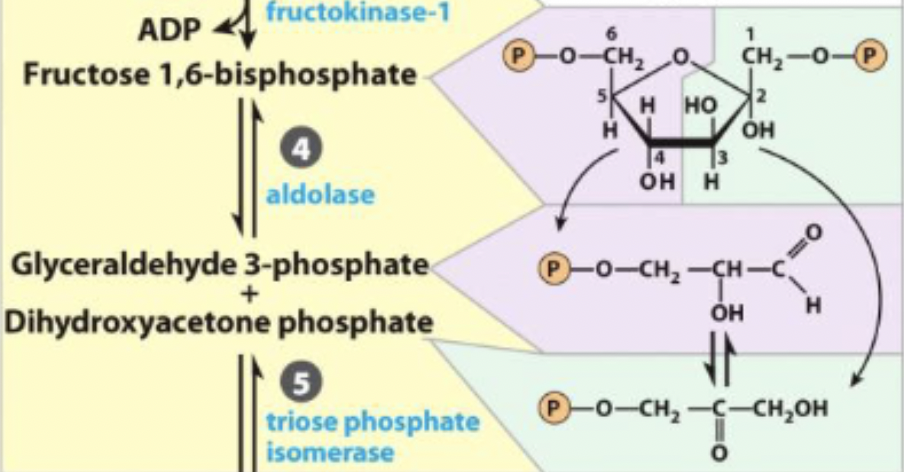 <p>Fructose 1,6-biphosphate ←→ Dihydroxyacetone phosphate + glyceraldehyde 3-phosphate</p>
