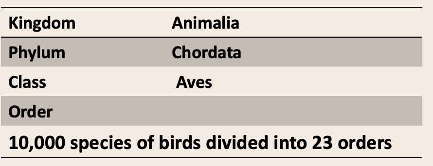 <ul><li><p>Morphological (form and structure), beaks, feet, plumage, bone structure, musculature, blood proteins, chromosomes, and DNA</p></li></ul><p>MANY ORDERS</p>