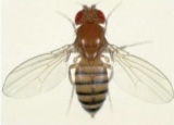 <p>fly</p>