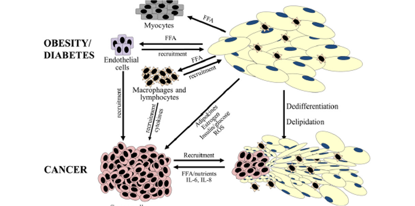 <p>→ Des macrophages, des lymphocytes et des cellules endothéliales.</p><p></p>