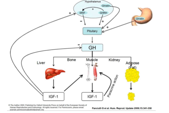 <p>Bone repair, stimulates osteoblasts</p>