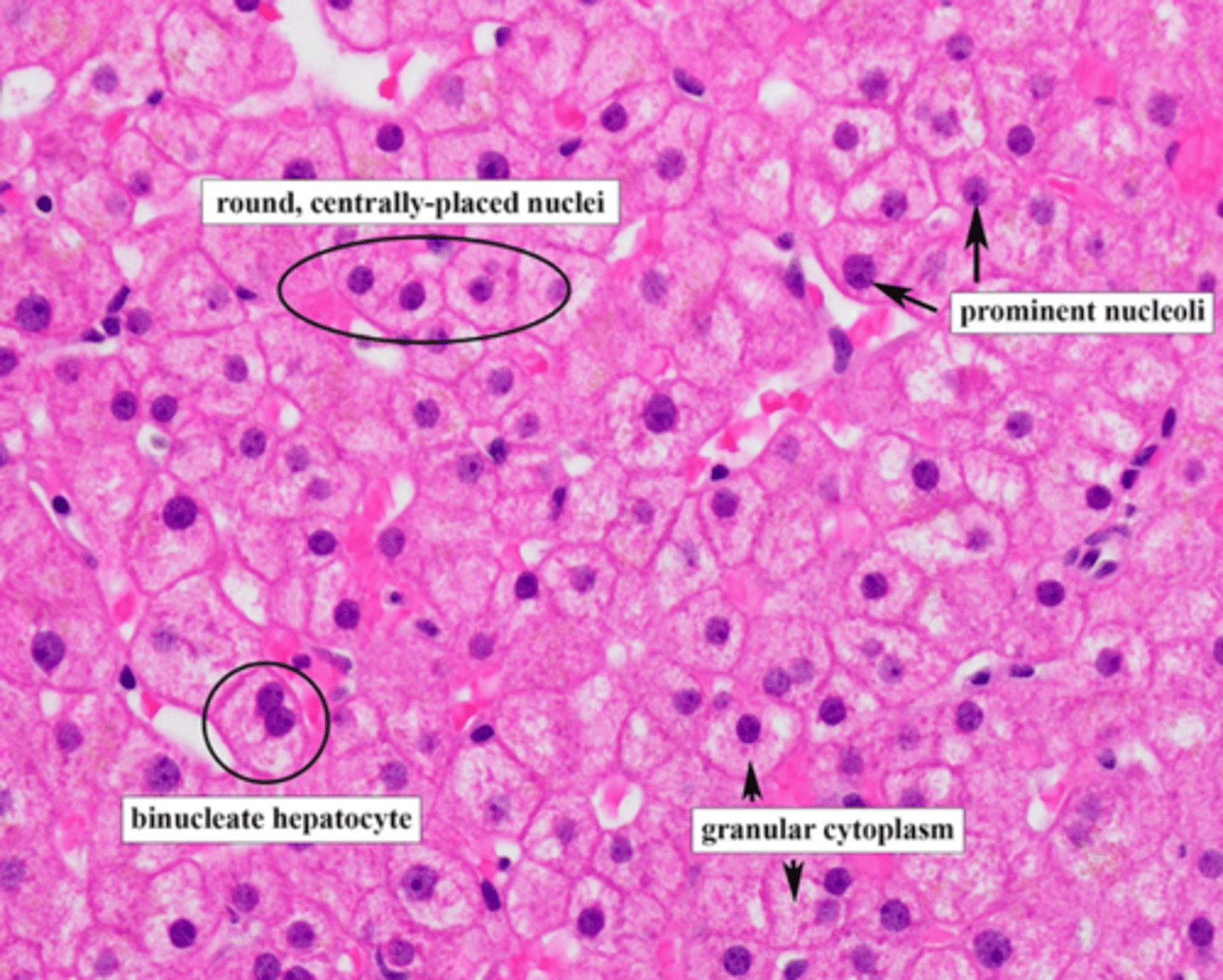 <p>Most hepatocytes have one round central nucleus, but approximately 25% of the cells are binucleated.</p>