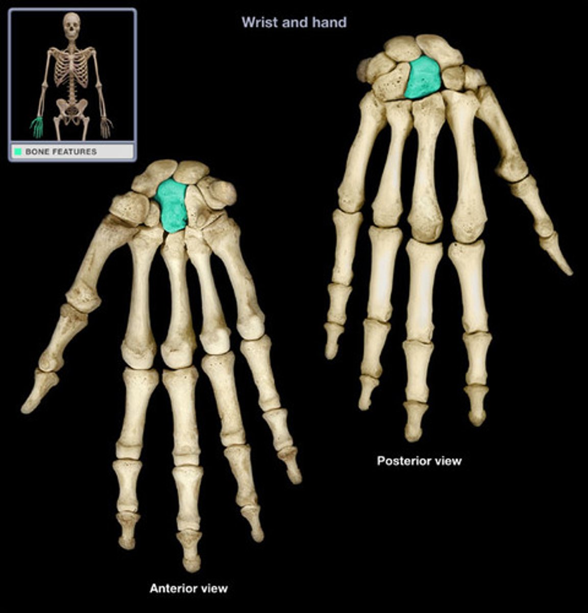<p>- largest of the carpal bones in the human hand, and occupies the center of the wrist</p>