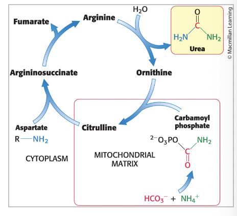 <p><strong>eliminates</strong> both nitrogen and carbon waste products</p><ul><li><p><strong>2 nitrogen atoms</strong> enter the cycle and <strong>leave</strong> as urea</p></li><li><p>carbon dioxide is simultaneously <strong>eliminated</strong> as it is hydrated to bicarbonate which then <strong>enters</strong> the cycle</p><p></p></li></ul><p></p>