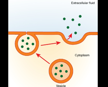 <p>Cell moves large materials outside of the cell</p>