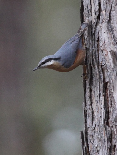 <p>zařaď živočicha do systému</p><p>Třída - řád - čeleď - druh čeština (latina)</p>