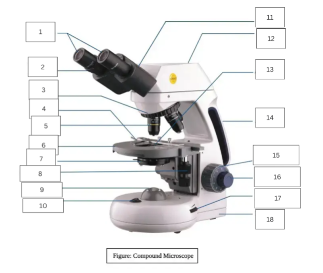 Microscope parts quiz Flashcards Knowt