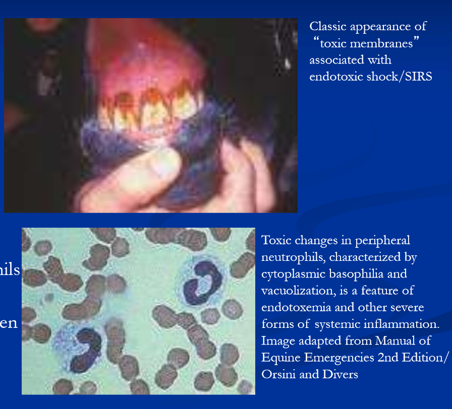 <ul><li><p>depression </p></li><li><p>fever </p></li><li><p>abdominal pain </p></li><li><p>tachycardia </p></li><li><p>increased CRT, weak pulses </p></li><li><p>“toxic “ membranes </p></li><li><p>hemoconcentration </p></li><li><p>neutropenia </p></li><li><p>left shift </p></li><li><p>toxic change in neutrophils </p></li><li><p>thrombocytopenia </p></li><li><p>consumption of fibrinogen </p></li><li><p>increased clotting times </p></li></ul><p></p>