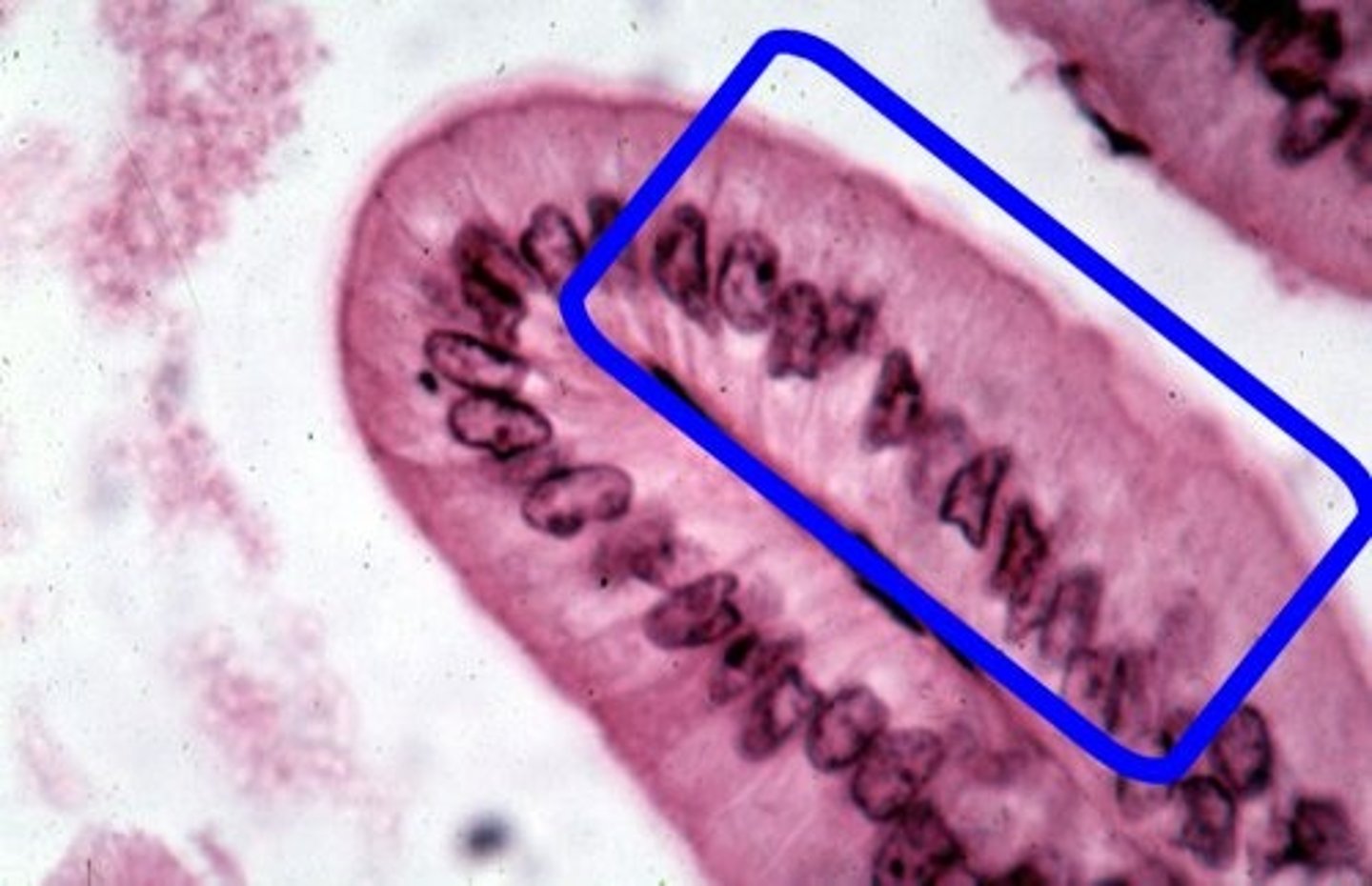 knowt flashcard image