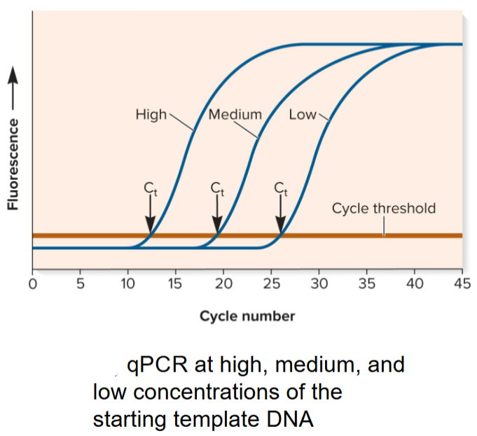 <ul><li><p>used to quantitate amount of specific gene or mRNA in a sample in real time</p></li><li><p>can be used to quantify the amount of DNA or RNA present in a specific gene or mRNA</p></li><li><p>carried out in thermocycler that can measure changes in fluorescence emitted by detector molecules in the PCR reaction mix</p></li><li><p>will increase in proportion to amount of PCR product produced </p></li></ul><p></p>