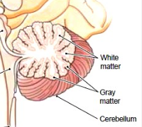 <p>What is gray matter called in the CEREBELLUM?</p>