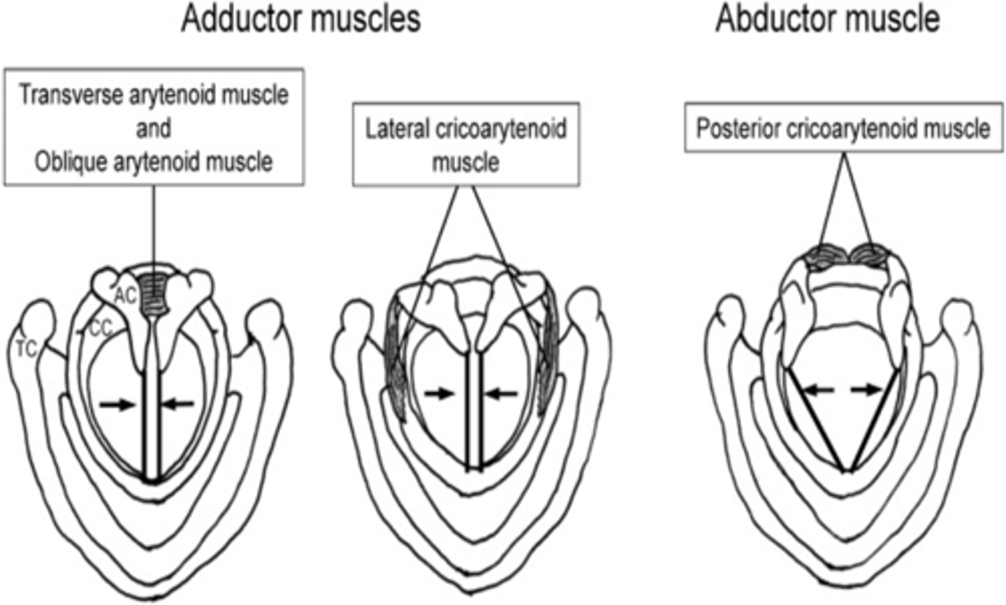 <p>Posterior cricoarytenoid muscle</p>