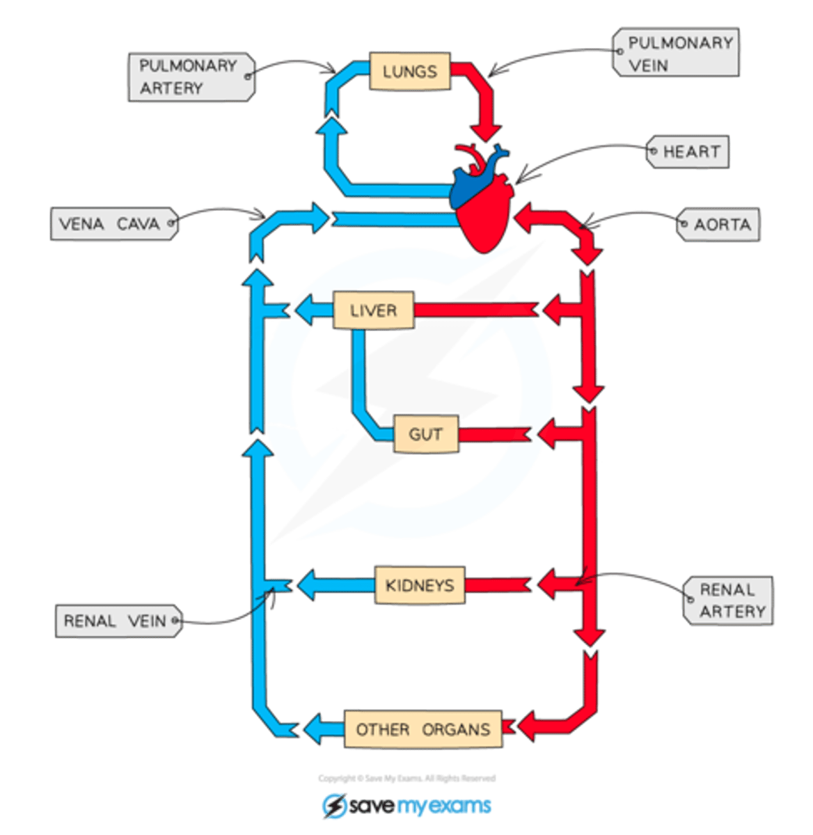 knowt flashcard image