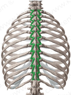 <p><strong>Origin</strong>: Transverse process of one vertebra</p><p><strong>Insertion</strong>: Spinous process of vertebra 1-2 above</p><p><strong>Action</strong>:</p><p>Unilaterally rotate vertebral body to opposite side</p><p>Bilaterally extends vertebral column</p>