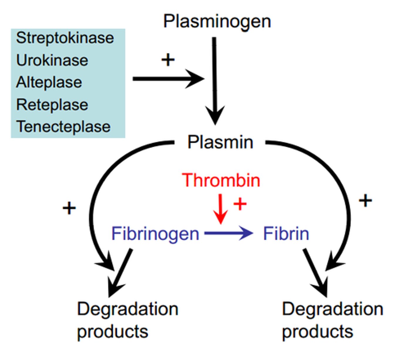 <p>activate proteinases to digest and lyse fibrins; resolve blood clots</p><p>dissolve blood clots</p>