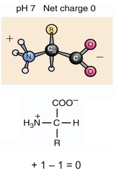 * a neutral molecule that has separate positively and negatively charged functional groups
* R side chain needs to be uncharged for amino acid to be zwitterons