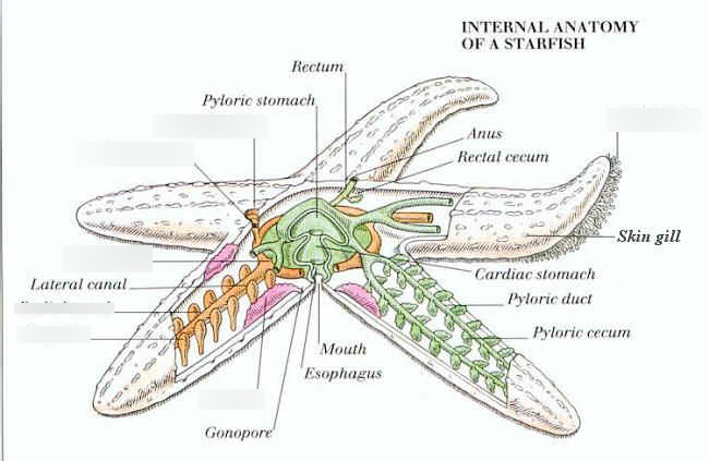 <p>Pyloric stomach, cardiac stomach, pyloric caeca, gonads, ampullae of tube feet, stone canal, ring canal, radial canal </p>