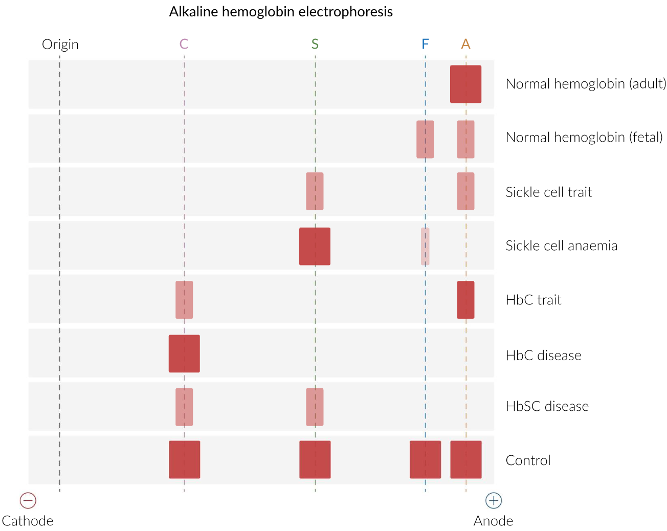 <ol><li><p>Hemolyze blood sample</p></li><li><p>Add sample to gel electrophoresis buffer + apply electric field</p></li><li><p>Hb types separate by charge</p></li></ol><ul><li><p>Neg Hb → Anode</p></li></ul><ol start="4"><li><p>Stain gel to visualize</p></li></ol><ul><li><p>Greatest → Least Migration: HbA > HbF > HbS > HbA2 and Hb C</p></li></ul><p></p>
