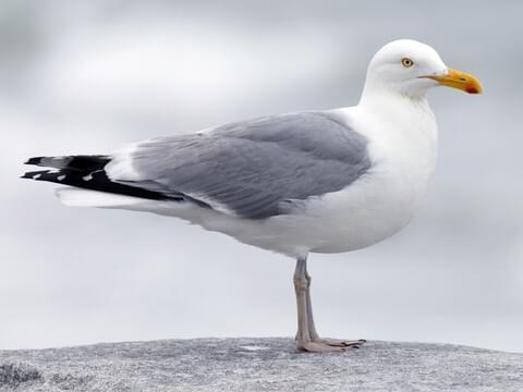<p>What bird is this?</p>