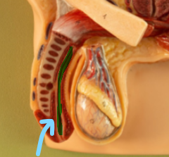 <p>Penile Urethra</p>