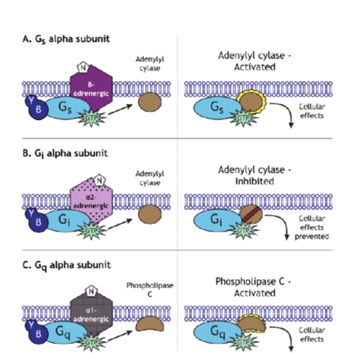 <p>uses alpha- or beta- adrenergic receptors</p><p>- beta-adrenergic GPCRs couple to a stimulatory G-protein subunit --&gt; initiates cAMP second messenger system</p><p>- alpha-2 adrenergic receptors couple to an inhibitory G-protein and suppress the cAMP system</p><p>- alpha-1 adrenergic receptors couple to G-protein --&gt; activates the phospholipase C second messenger system </p>