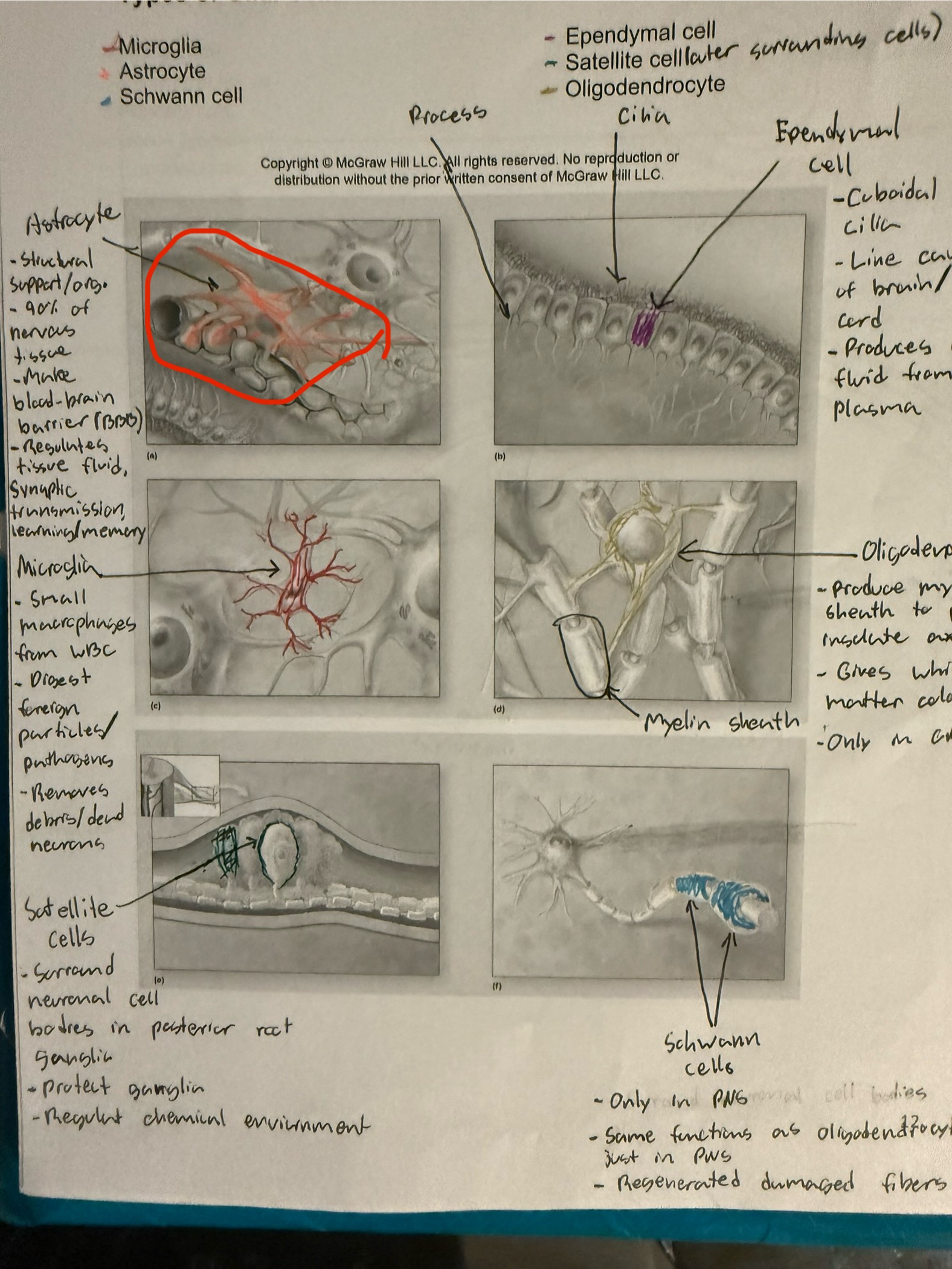 <ul><li><p>Glial cell</p></li><li><p>90% of nervous tissue</p></li><li><p>Makes blood-brain barrier, regulates tissue fluid, synaptic transmission</p></li><li><p>Responsible for learning</p></li></ul><p></p>