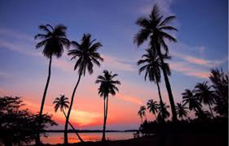 <p>palm tree: monocot or dicot?</p>