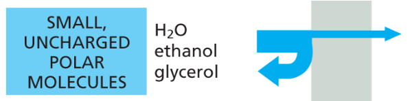 <p>small uncharged molecules can diffuse</p>