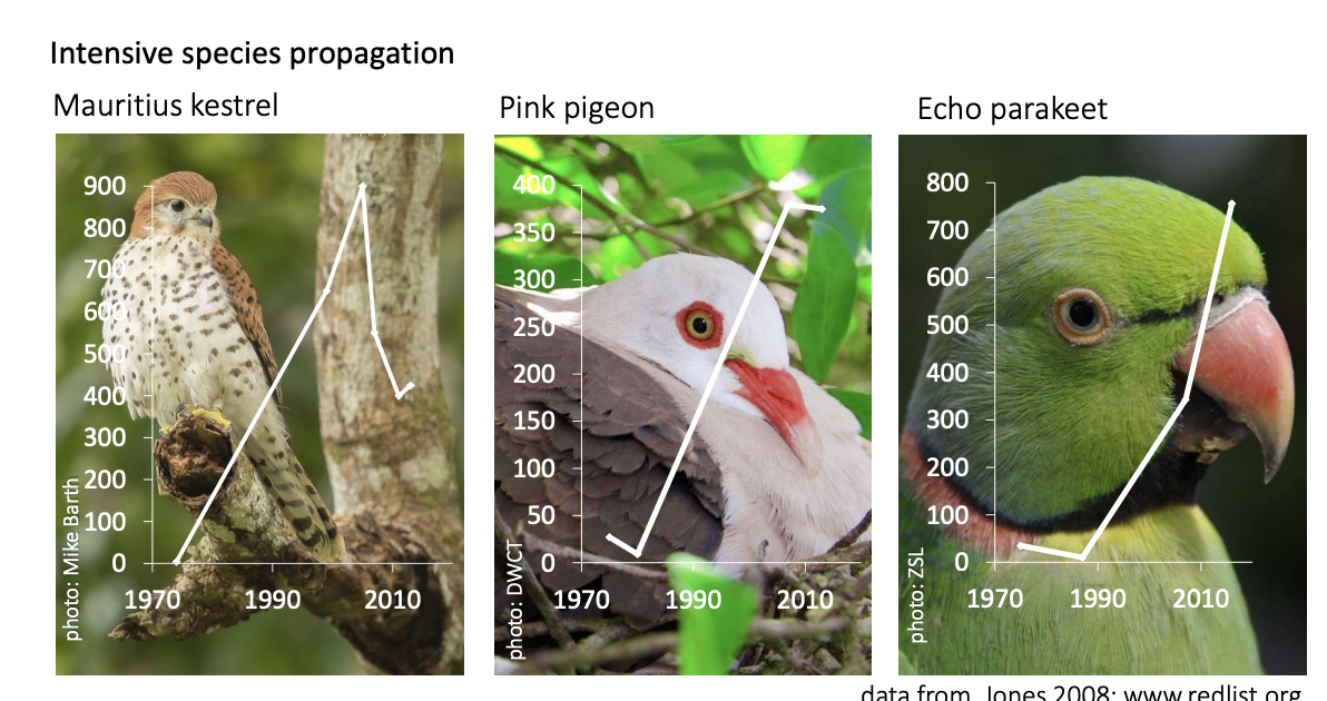 <ol><li><p>predator control</p></li><li><p>provision of supplementary food and nest sites</p></li><li><p>removal of eggs (for capture rearing) </p><ul><li><p>so parents lay again (double-clutching) </p></li></ul></li><li><p>Reintroductions of captive-bred birds:</p><ul><li><p>Kestrels, pink pigeons and echo parakeets</p></li><li><p>now in their hundreds</p></li></ul></li></ol><p></p>