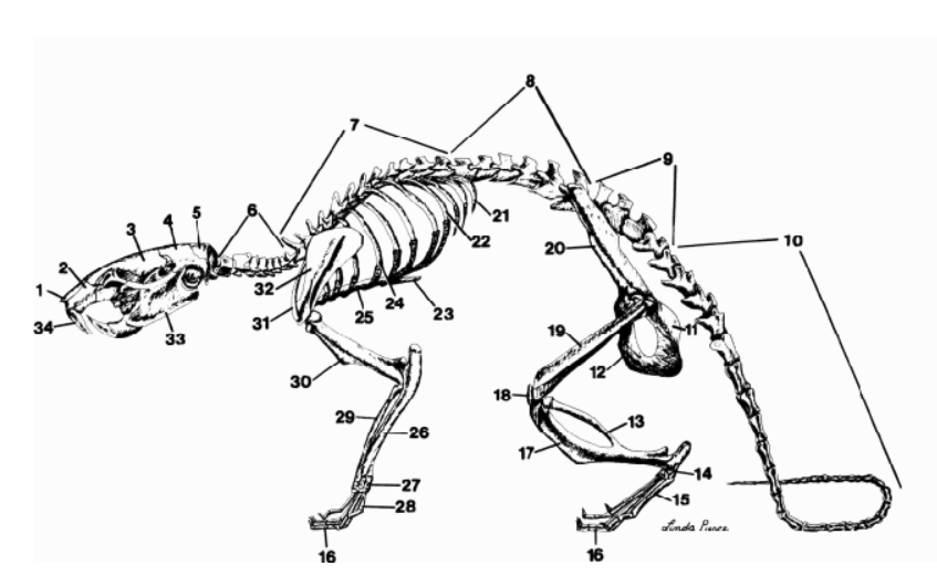 <p>Lets focus on the important <strong>bones</strong>.<br>Where is…</p><p>Appendicular Skeleton? (multiple)</p>