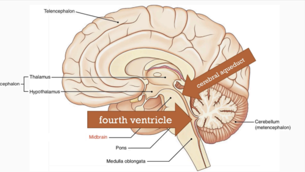 <p>FOURTH VENTRICLE</p>
