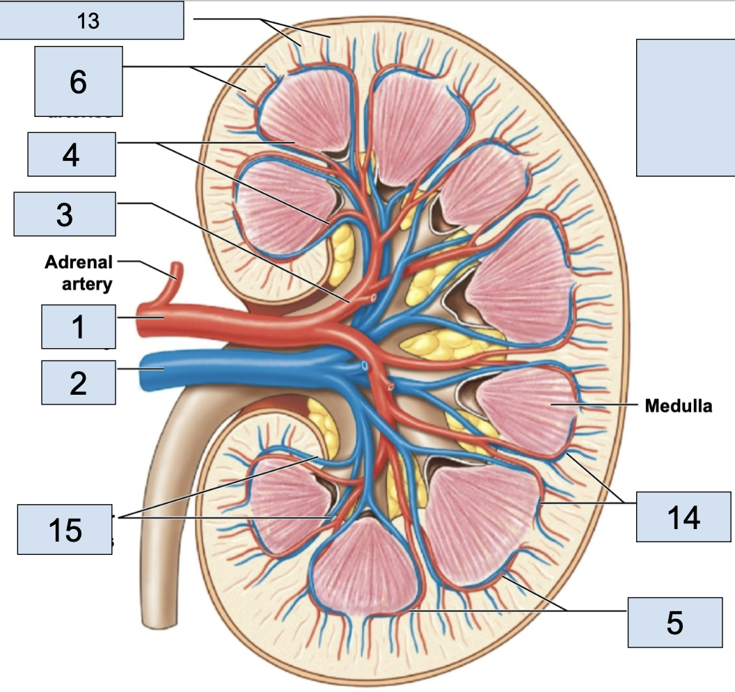 <p><span style="background-color: transparent;"><span>stems from arcuate veins, all around renal pyramid (15)</span></span></p>