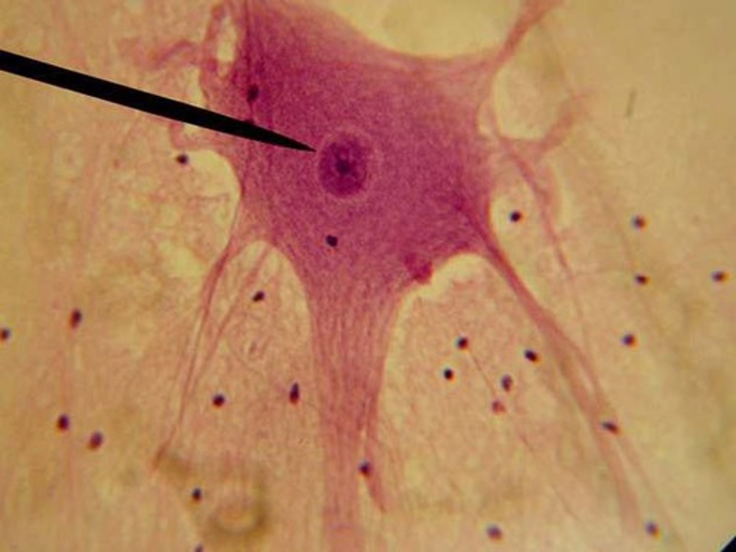 <p>Location: brain, spinal cord and peripheral nerves</p><p>Function: sensory reception and conduction of electrical impulses</p><p>(contains neurons and neuroglia)</p>