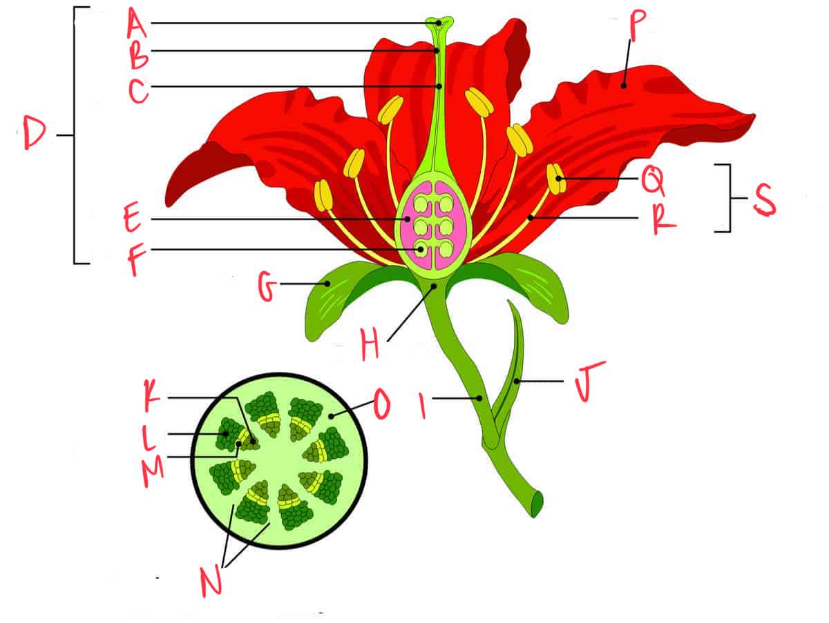 <p>label flower accordingly</p>