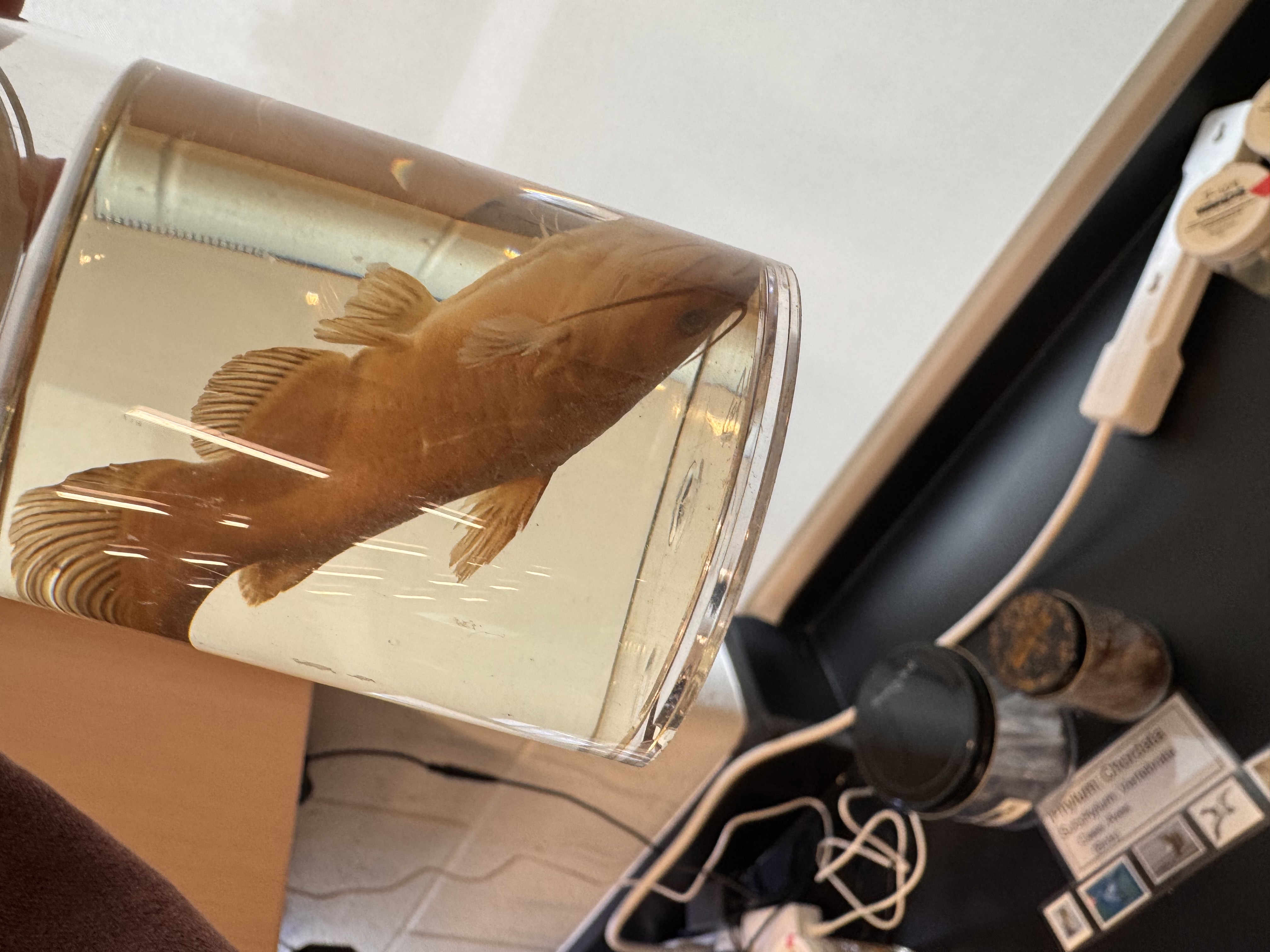 <p>Ameiurus (catfish)</p>