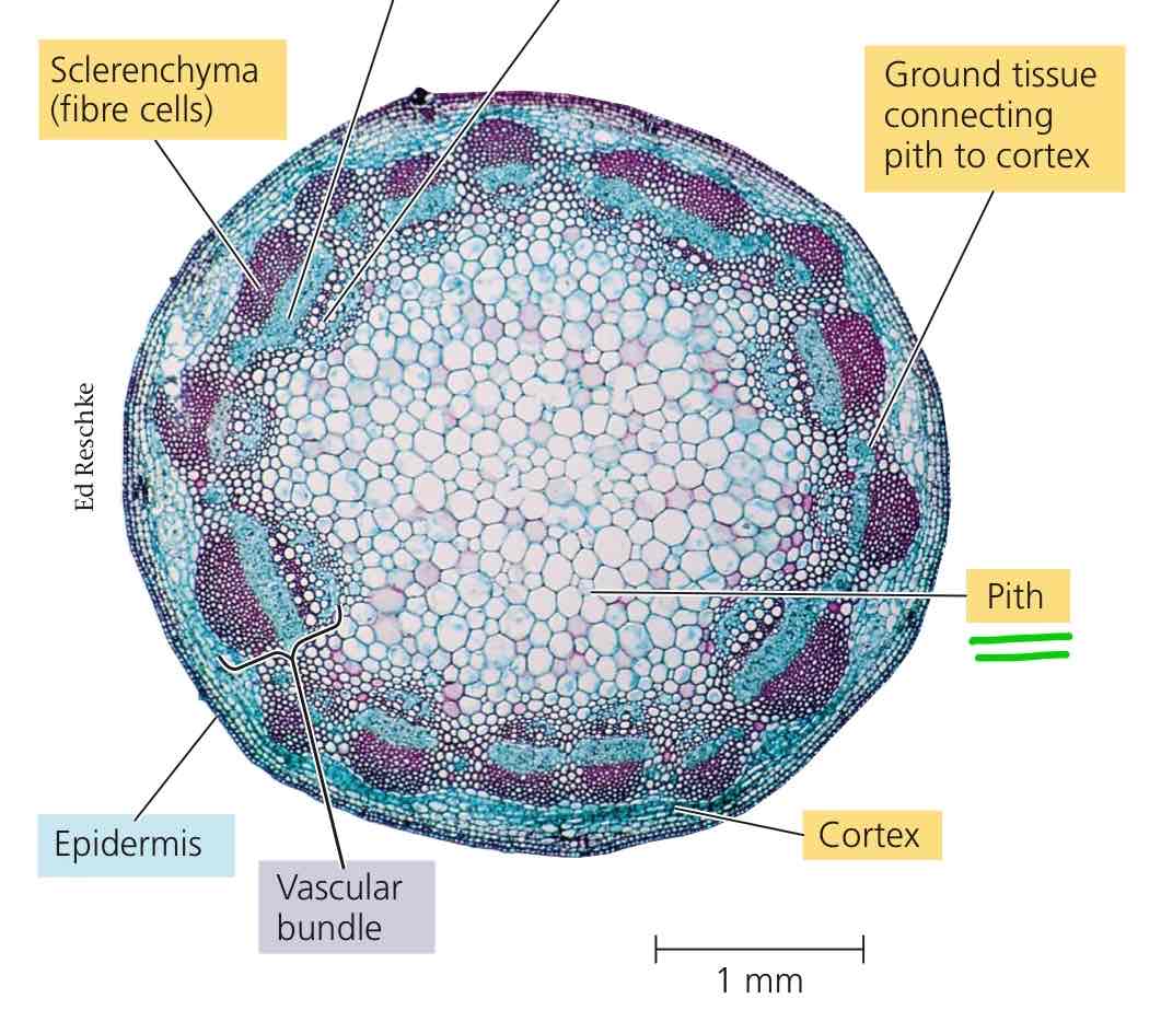 <p>Ground tissue internal to the vascular tissue.</p>