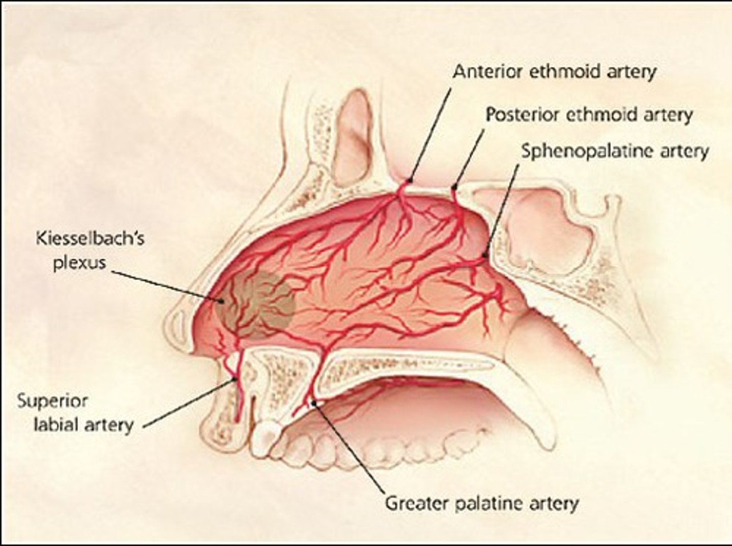 <p>anterior: Kiesselbach's plexus MC type of epistaxis</p><p>posterior: palatine artery- this one may cause bleeding in both nares and posterior pharynx</p>