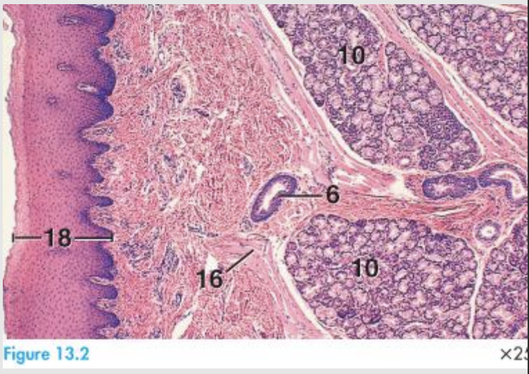 <p>skin, layer of muscle, a tendon, glands and oral mucosa</p><p></p><p>Key in the pic:</p><p>6 - Duct, 10- labial gland, 16-skeletal muscle, 18 - stratified squamous epithelium</p>