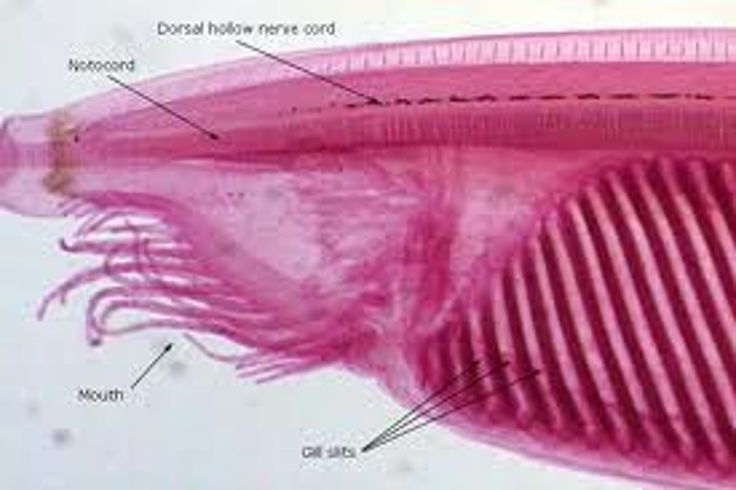 <p>Crustacea</p>