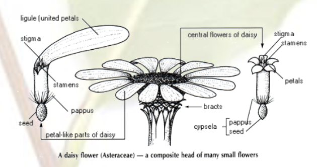 <p>Sunflower family </p><ul><li><p>largest plant family</p></li></ul><p>Flower shape:</p><ul><li><p>radially symmetrical</p></li><li><p>petals are modified smaller flowers with ovules</p></li><li><p></p></li></ul><p></p>