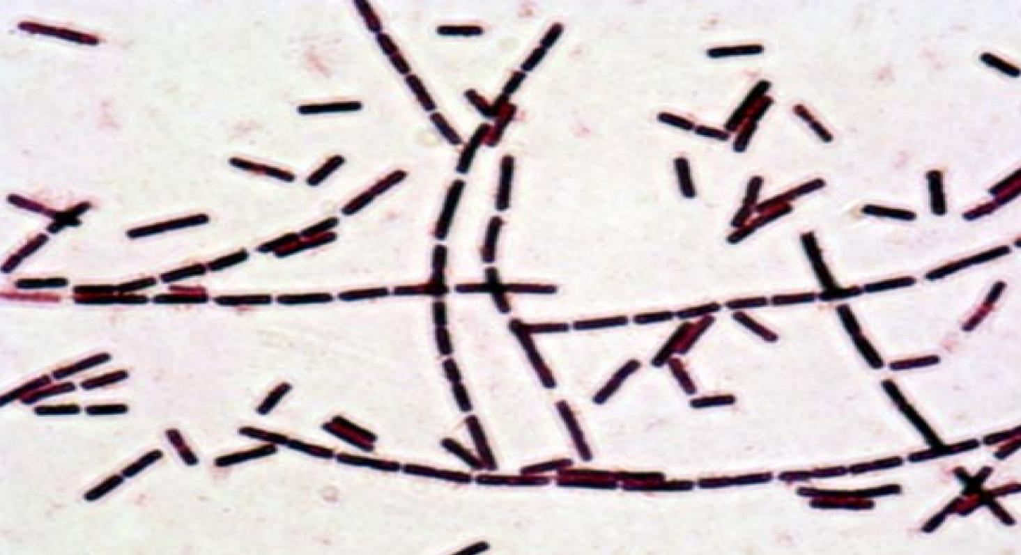 <p>What shape and arrangement is this?</p>