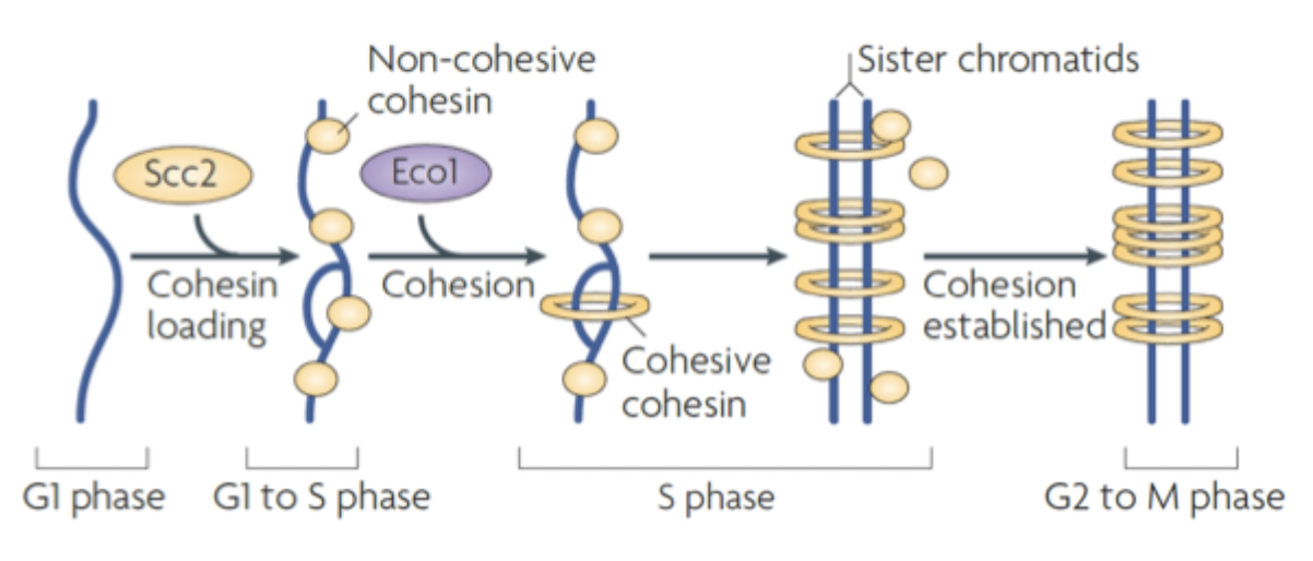 <p>Cohesin cycle</p>