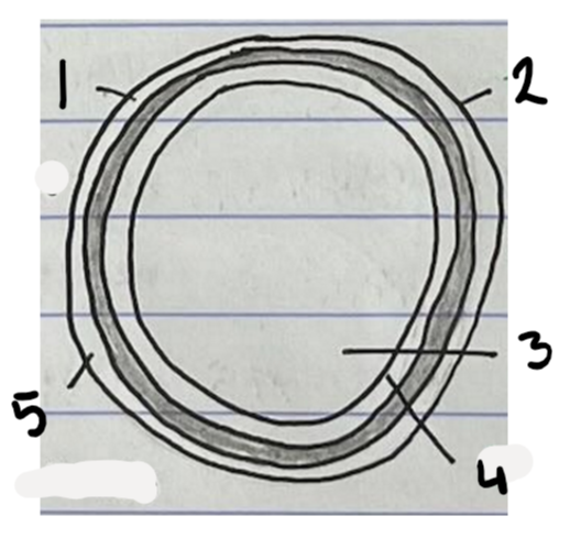 <p>Label the diagram of a vein</p>
