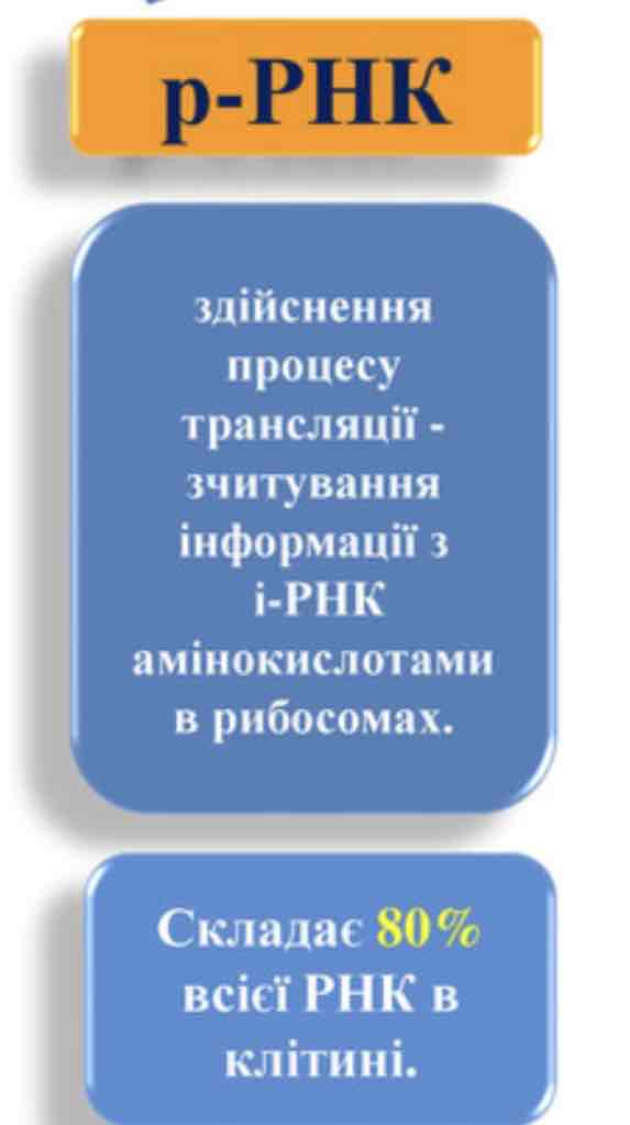 <p><span>здійснення процесу трансляції -зчитування інформації з в-PHK амінокислотами в рибосомах.</span></p>