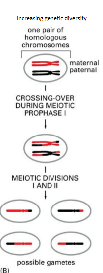 <p>permits new versions of chromosomes to be formed that have novel combos of different alleles of the gene s</p><ul><li><p>greatly increases the possible number of genetic combos of alleles </p></li><li><p>helps hold homologs together, so they are correctly segregated to 2 daughter nuclei produced during meiosis I </p></li></ul><p></p>