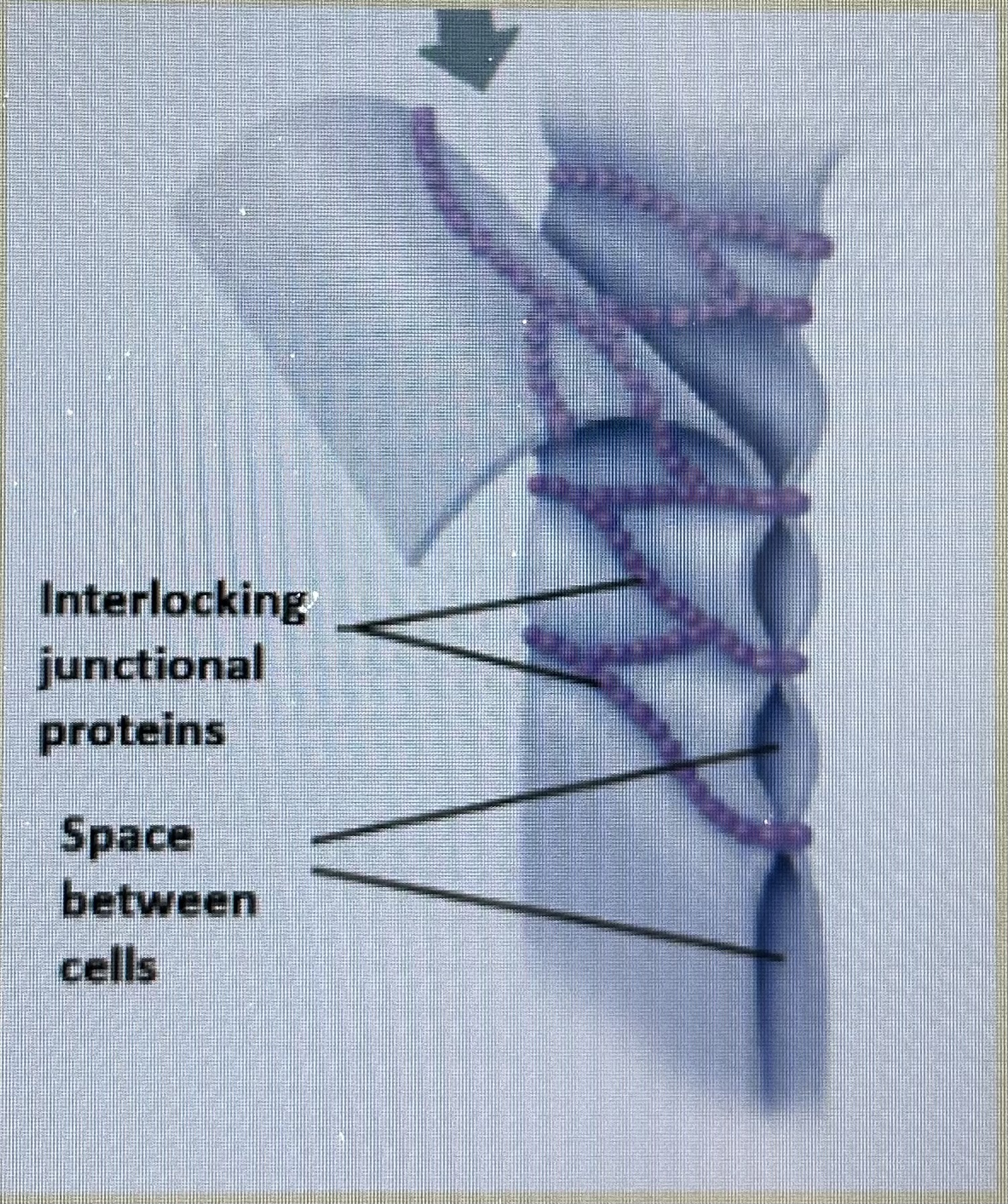 <p>(formed by special) integral membrane proteins from neighboring cells that fuse together - like a zip</p><p>this forms an impermeable junction / continuous seals around the cell </p><p>TJ helps prevent molecules from passing through the extracellular space between cells</p>